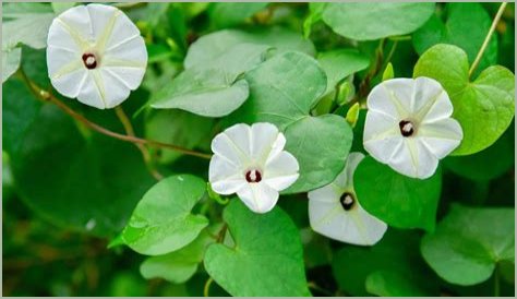 Unveiling The Life And Partner Of Tom Hughes: A Comprehensive Guide